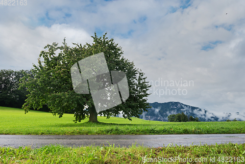 Image of Lonely tree. Beautiful mountains in Switzerland Alps