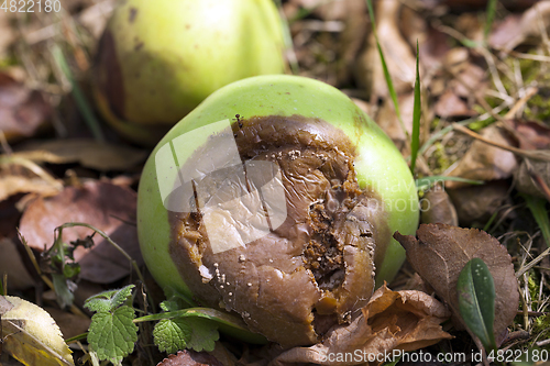 Image of fruit garden crop