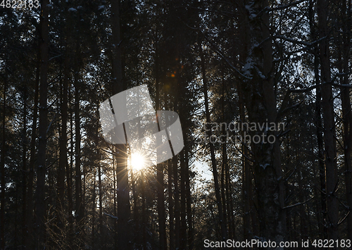 Image of Winter forest, close-up