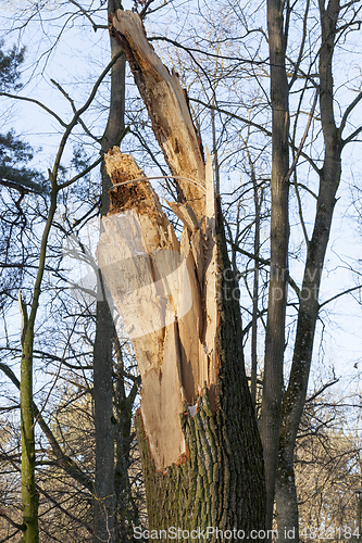 Image of Broken tree trunk