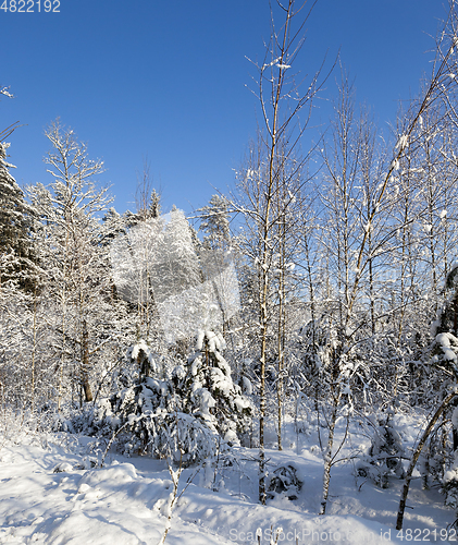 Image of A young forest, in winter