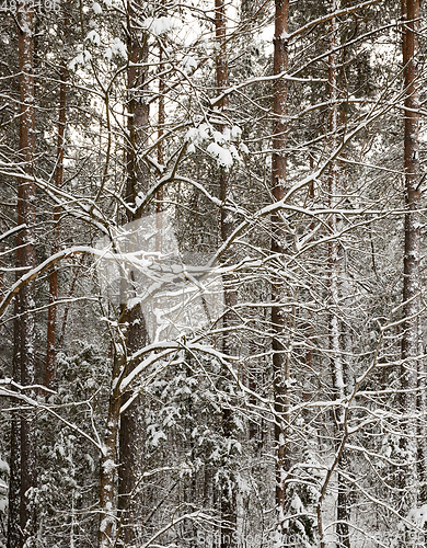 Image of forest in winter