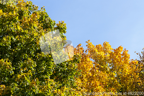 Image of autumn landscape, park