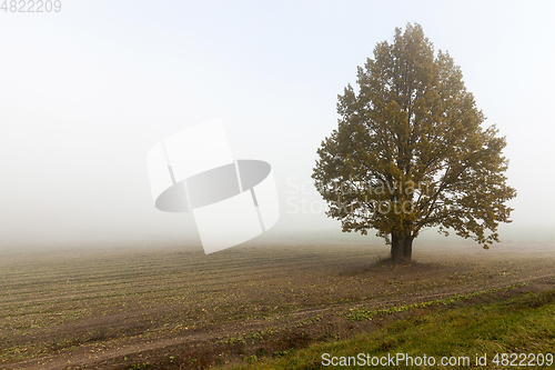 Image of field and tree, fog