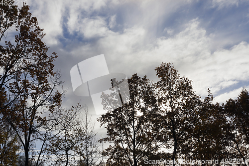 Image of Trees in autumn