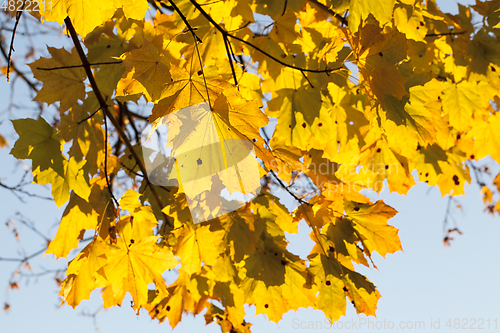 Image of yellowed maple leaves