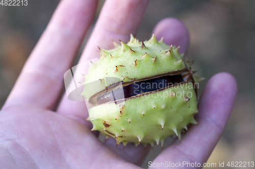 Image of Chestnut nut, close-up