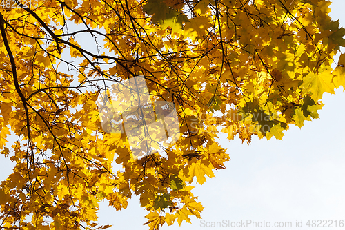 Image of Maple Park in autumn