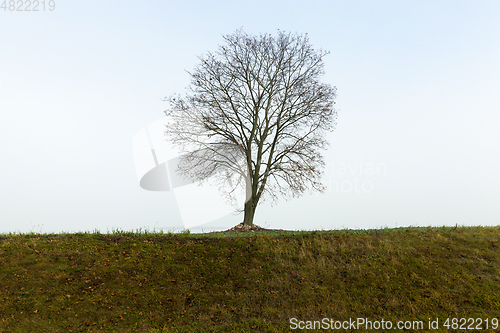 Image of field and tree, fog