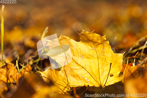 Image of Yellow foliage, autumn