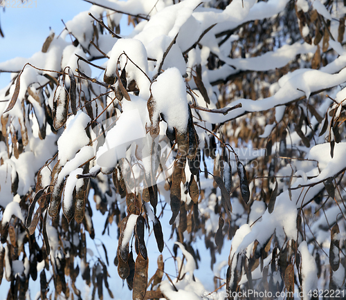 Image of Forest in winter