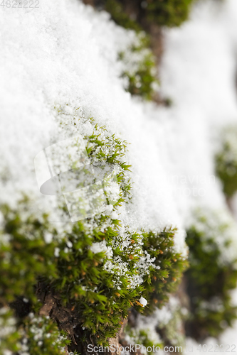 Image of green moss covered with snow