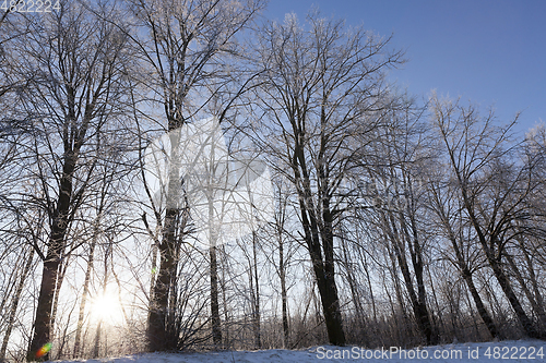 Image of Winter forest, close-up