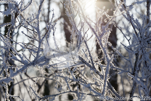 Image of Hoarfrost on the branches of a tree