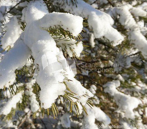 Image of Pine forest under the snow