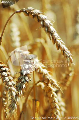 Image of Wheat