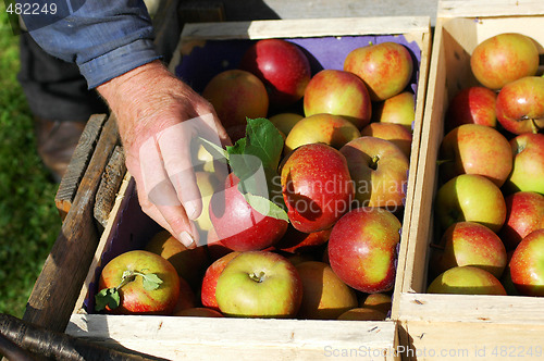 Image of Apples