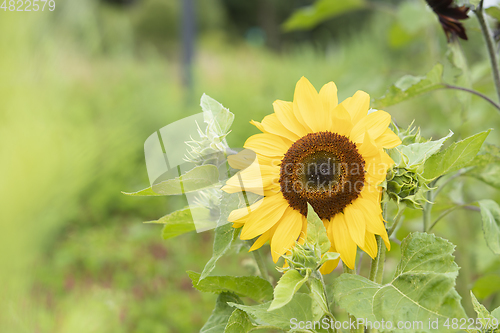 Image of Flower Meadow