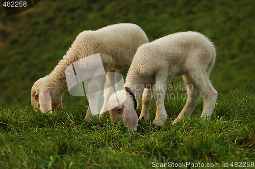 Image of Sheep