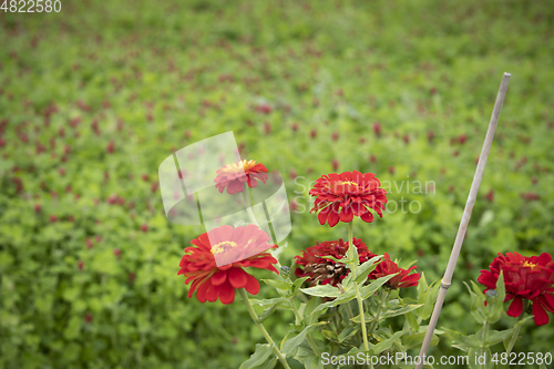 Image of Flower Meadow