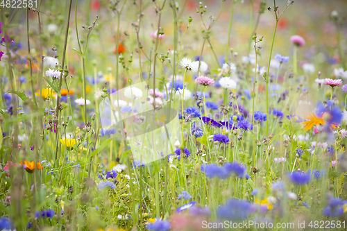 Image of Flower Meadow