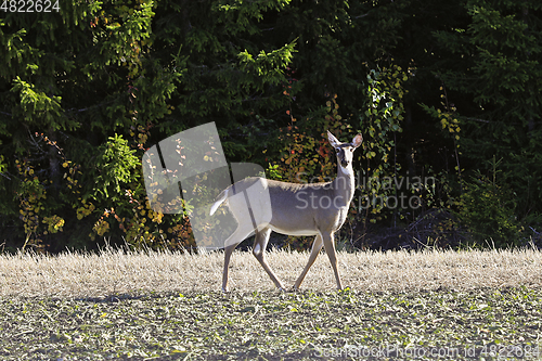 Image of White-tailed Deer on Sugar Beet Field