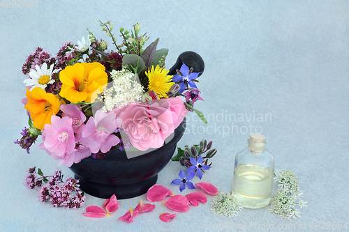 Image of Plant Medicine for Natural Herbal Remedies