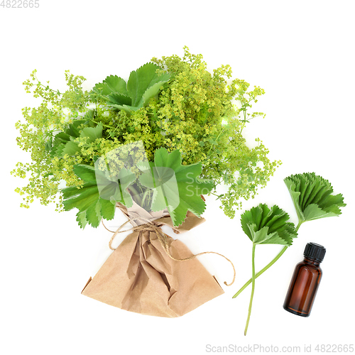 Image of Ladys Mantle Herbal Medicine and Essential Oil
