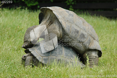 Image of Tortoises