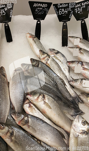 Image of  Fresh cooled fish on ice for sale in market