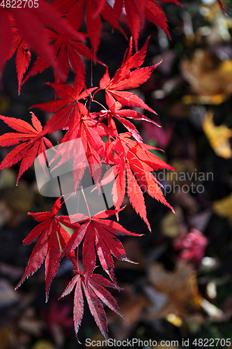 Image of Bright red branch of Japanese maple or Acer palmatum