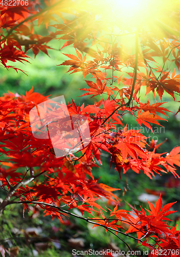 Image of Bright red branches of Japanese maple or Acer palmatum and sunli