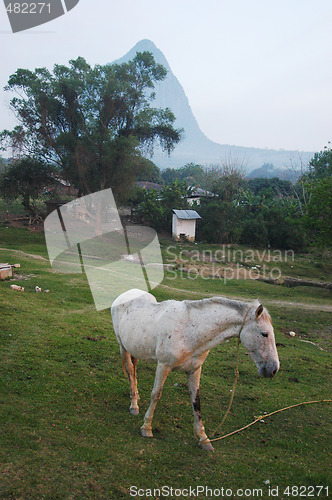 Image of Horse