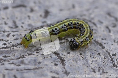 Image of closeup of a box tree moth