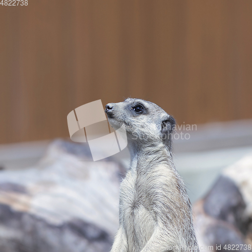 Image of portrait of a meerkat