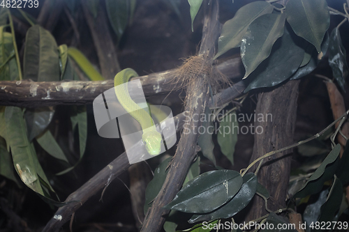 Image of smooth green snake closeup