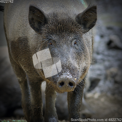 Image of wild boar portrait