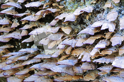 Image of wood decay fungus