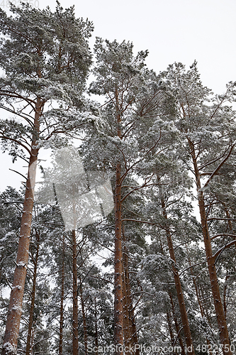 Image of forest in winter