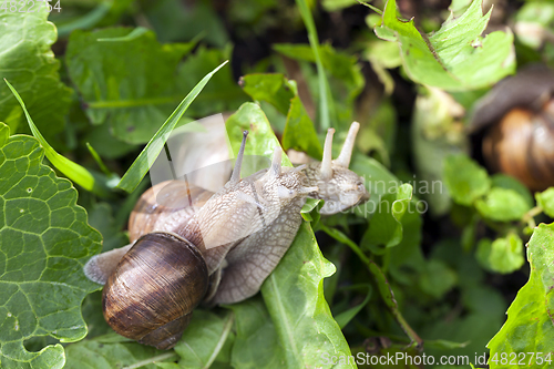 Image of snail, close up