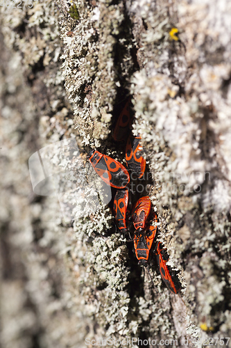 Image of hiding insects, close-up