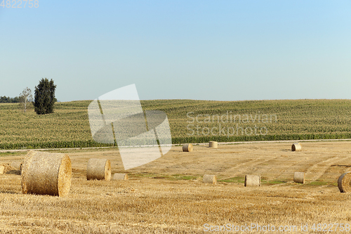 Image of haystacks in a field of straw