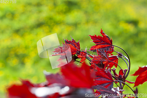 Image of red maple