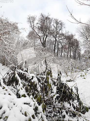 Image of winter park with snow