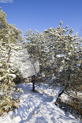 Image of Pine forest in winter