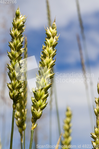 Image of wheat ears