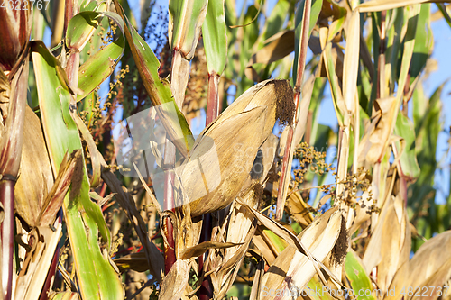 Image of agricultural field with corn