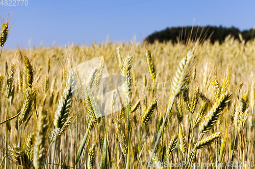 Image of immature yellowing wheat