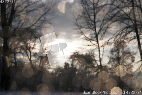 Image of trees in the forest in winter