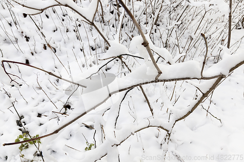 Image of young forest in winter